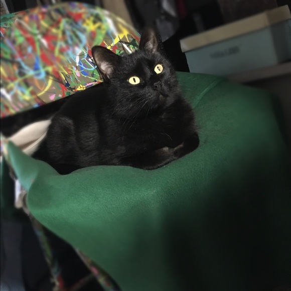 Meet your Posher, Roxanne - Picture 2 of 6